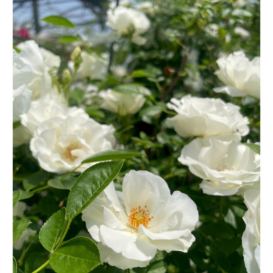 長尺つるバラ苗白色 サマースノー CL 送料別途 毎年11月下旬から翌年05