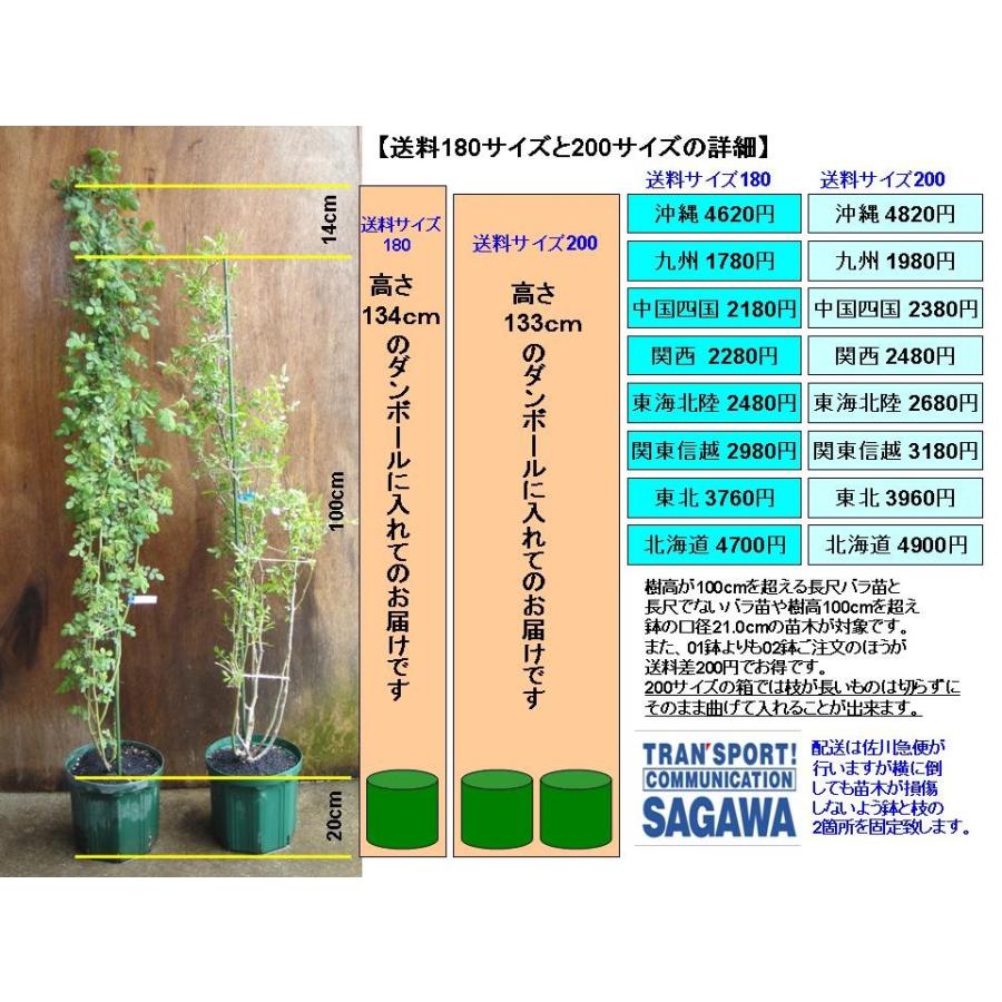 オールドローズ 四季咲きバラ苗 紫燕飛舞（ツーヤンフェウ）大苗 花色