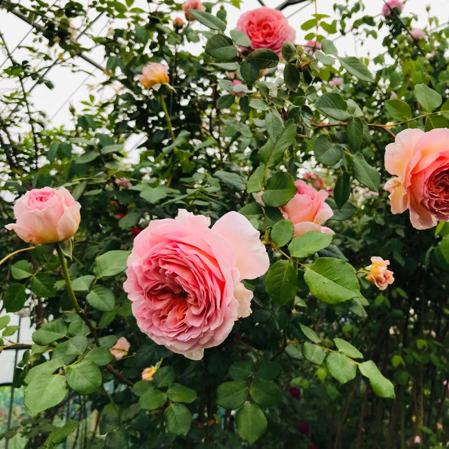 廃盤イングリッシュローズ Auscot ナチュラルカット大苗 花色