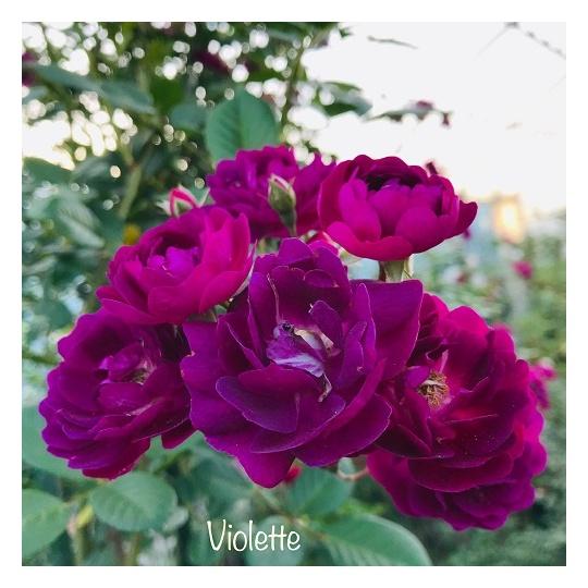 長尺つるバラ苗 バイオレット Violette 花色：紫 毎年11月下旬から翌年