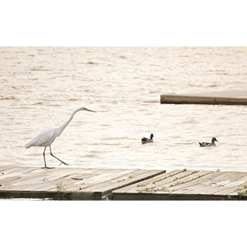 SONY E 55-210mm F4.5-6.3 OSS SEL55210 SONY 210mm F4 OSS