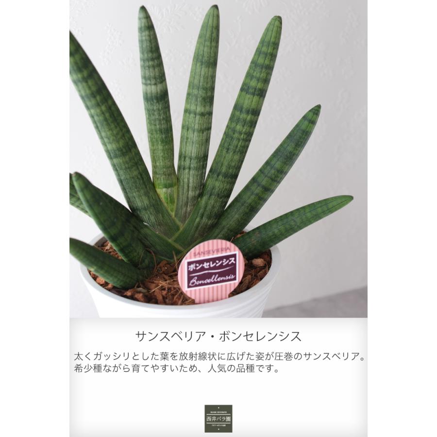 サンスベリア ボンセレンシス 観葉植物 希少 風水 開店 新築