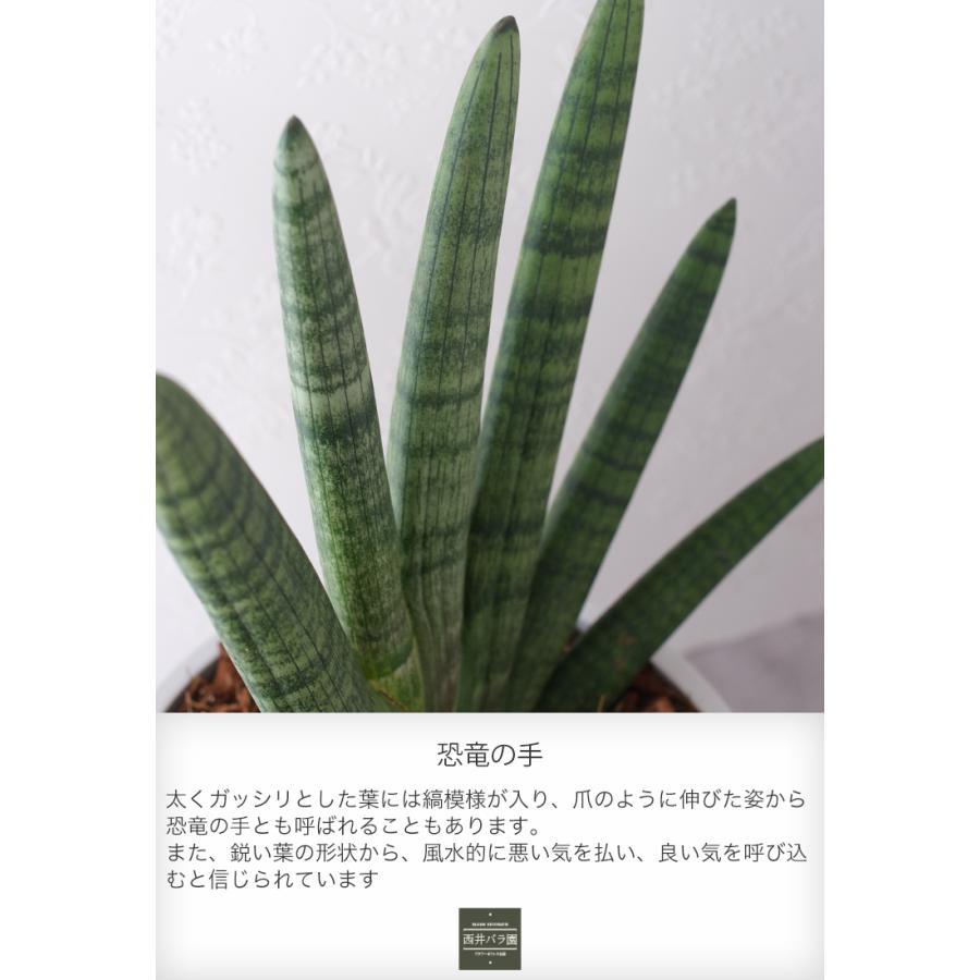 サンスベリア ボンセレンシス 観葉植物 希少 風水 開店 新築 引っ越し
