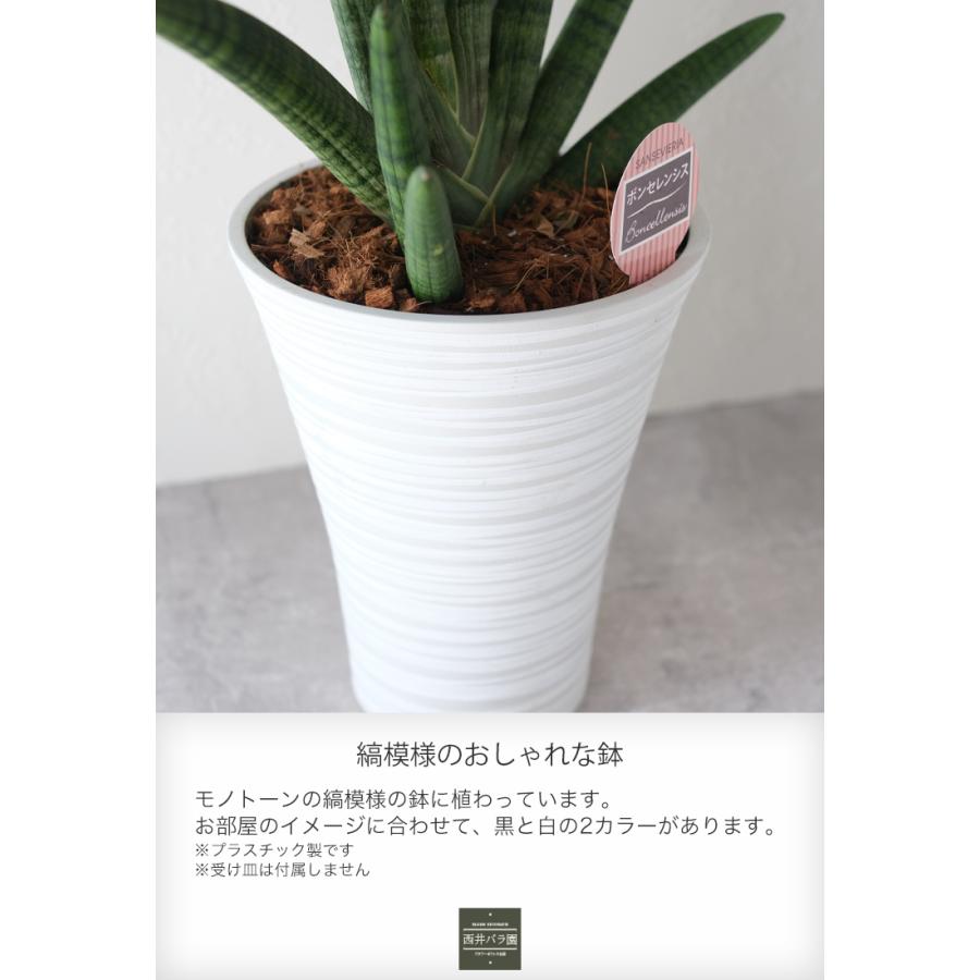 サンスベリア ボンセレンシス 観葉植物 希少 風水 開店 新築 引っ越し