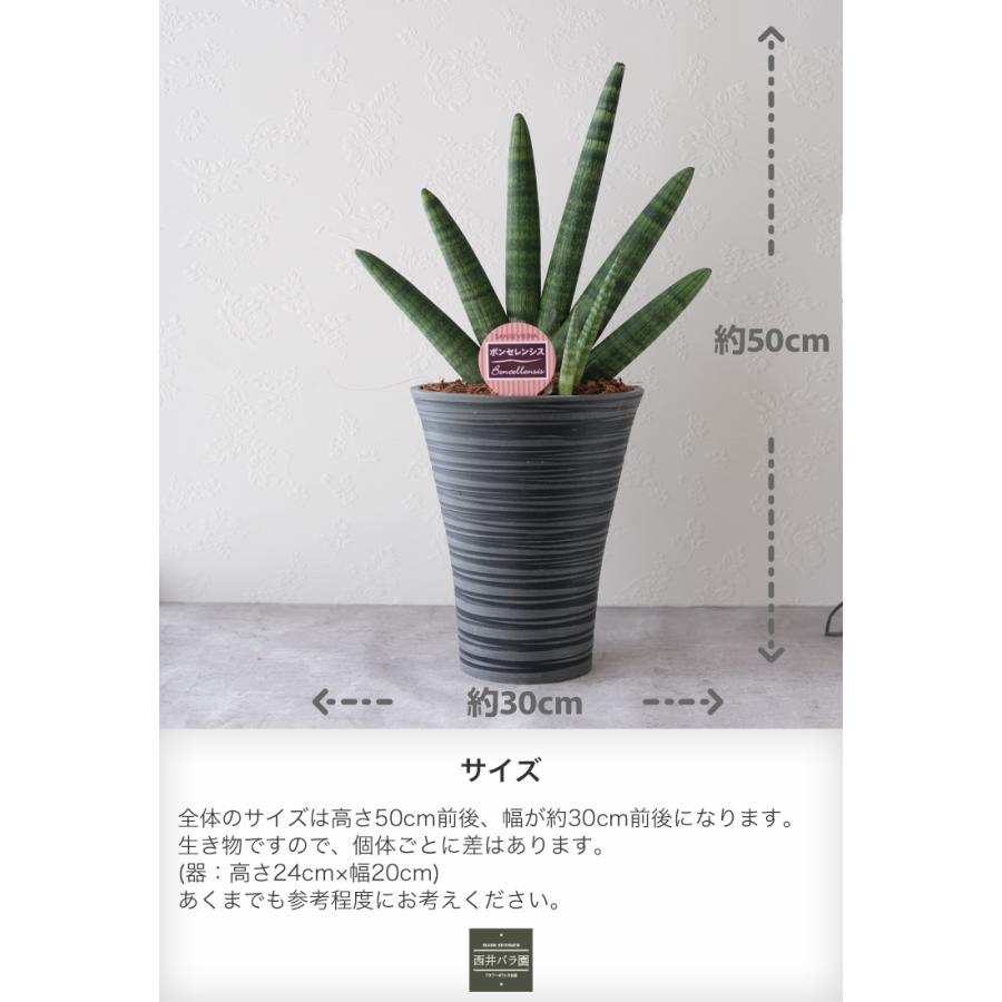 サンスベリア　大きいので指定の取引場所まで来られる方限定。 サンスベリア ボンセレンシス 観葉植物 希少 風水 開店 新築 引っ越し