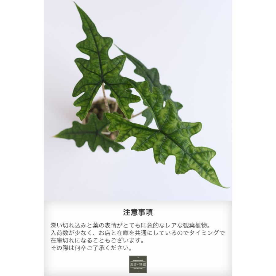 アロカシア ジャックリン 希少種 レア 観葉植物 インドアグリーン