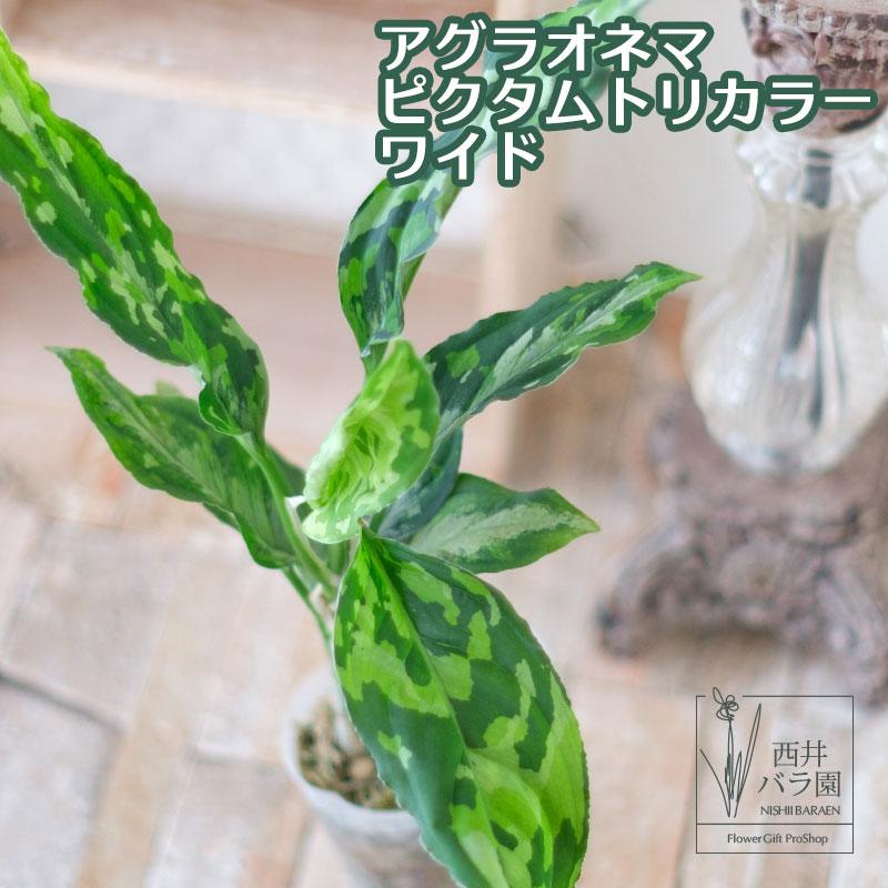 アグラオネマ ピクタムトリカラー ワイド 希少種 観葉植物 インドア