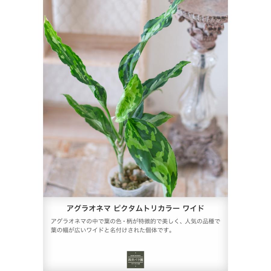 アグラオネマ ピクタムトリカラー ワイド 希少種 観葉植物 インドア
