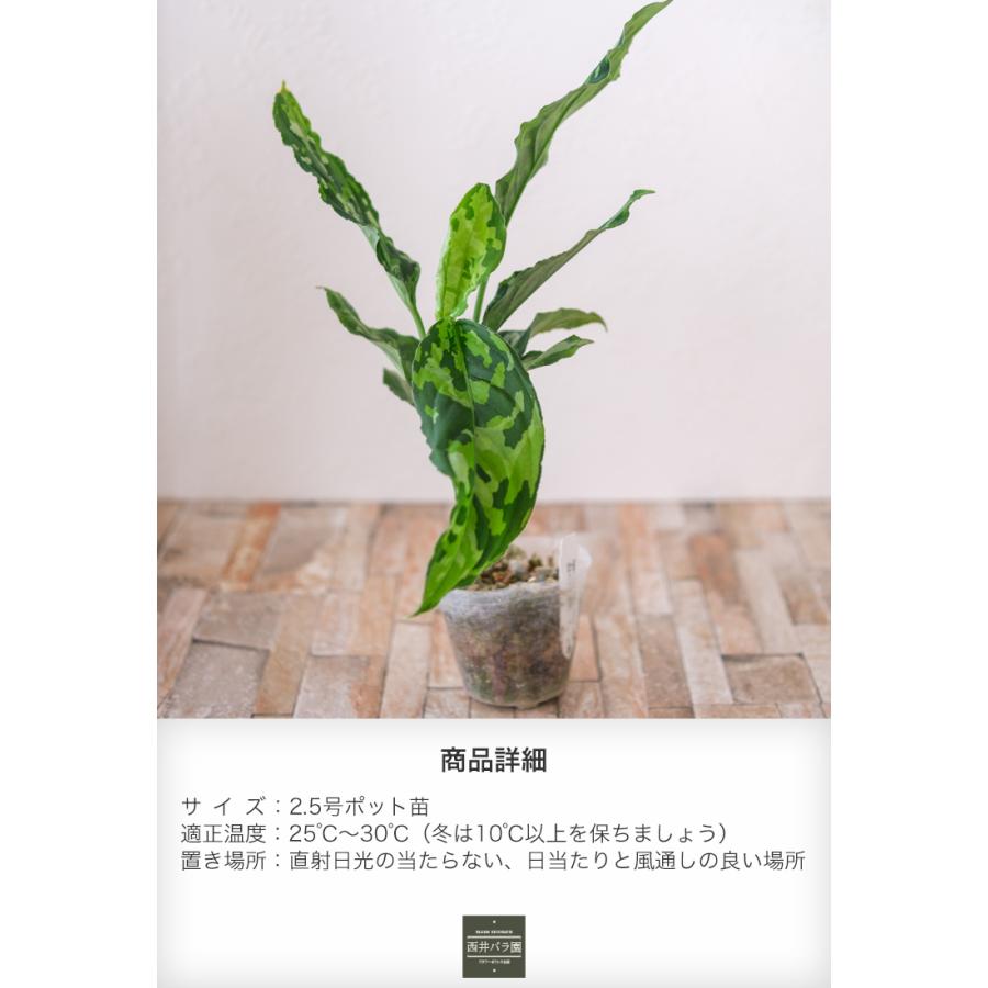 アグラオネマ ピクタムトリカラー ワイド 希少種 観葉植物 インドア