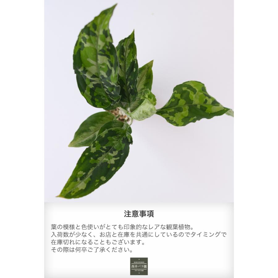 アグラオネマ ピクタムトリカラー ワイド 希少種 観葉植物 インドア