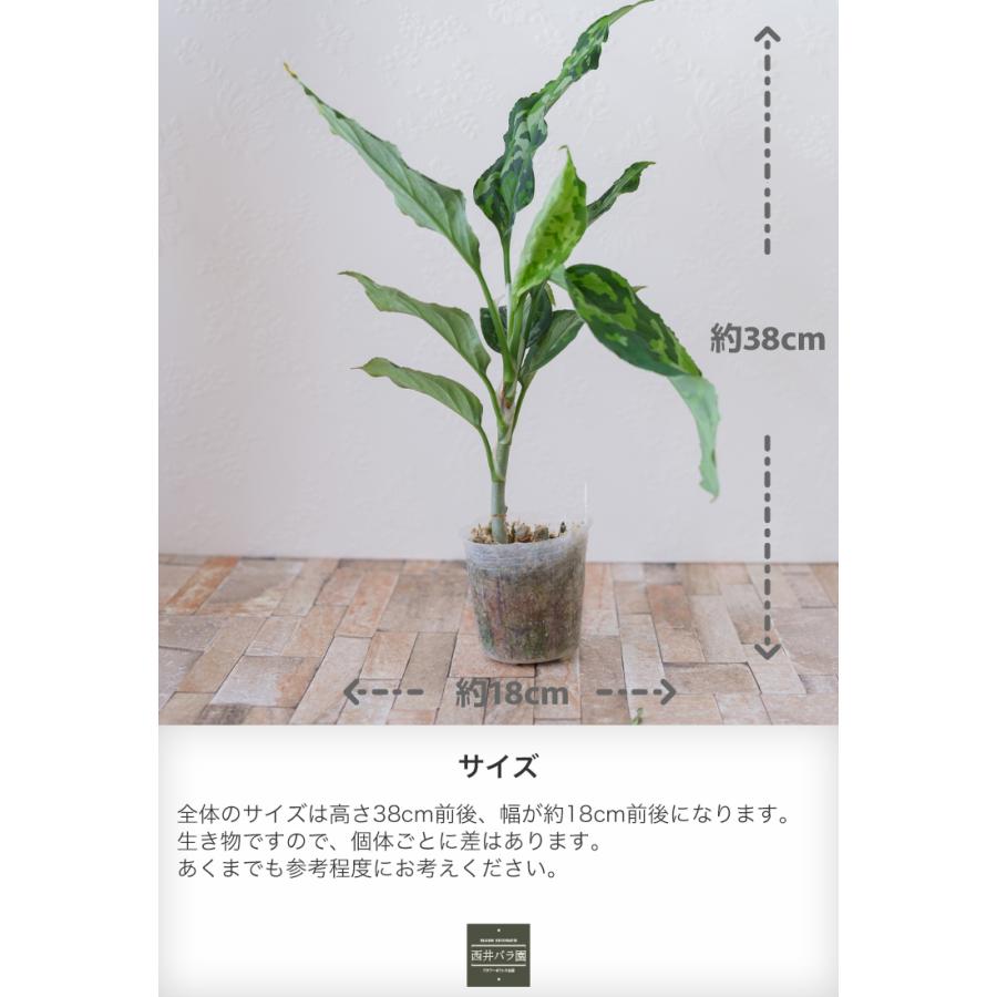アグラオネマ ピクタムトリカラー ワイド 希少種 観葉植物 インドア