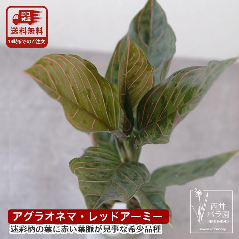 アグラオネマ レッドアーミー 希少種 レア 熱帯植物 ビバリウム