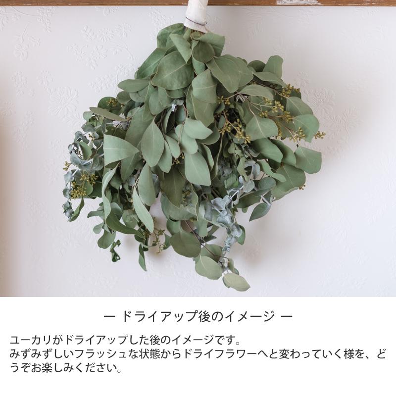 ドライフラワー ユーカリたっぷり季節のスワッグ ❤︎54