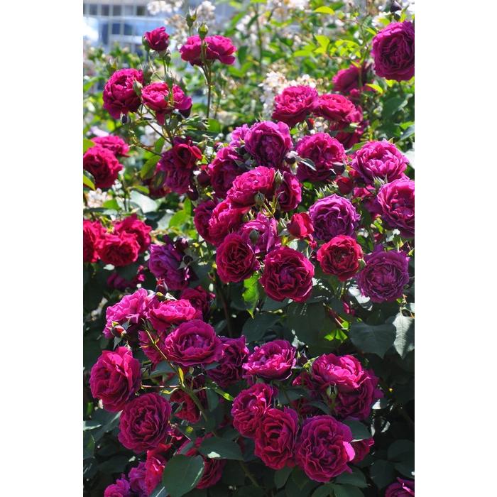 オデュッセイア　大苗　8号鉢　バラ オデュッセイア（大苗予約） 7号鉢植え バラ苗 《農林水産省