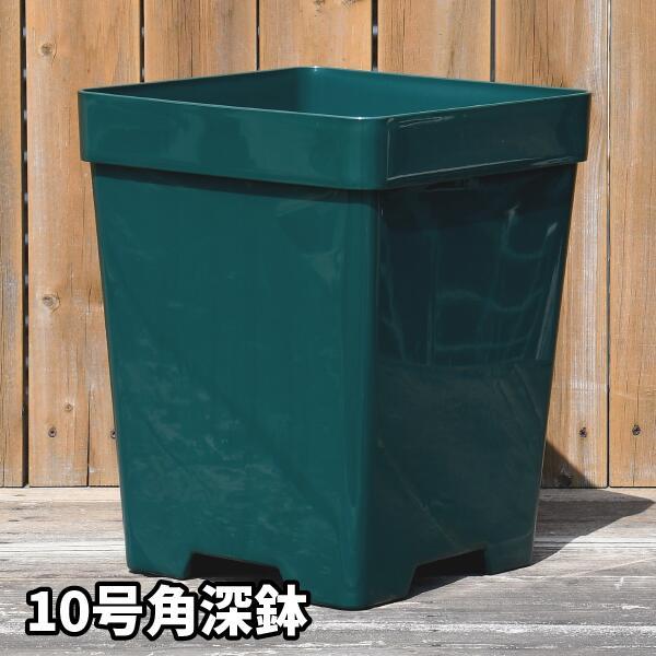 オーズプランツさん苗　ホリコロ50実生　札付き　鉢ごと発送 10号角深鉢】ロサオリエンティス コレクターズポット 【プレミアローズ
