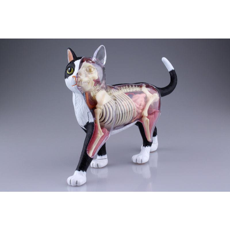 青島文化教材社 4D VISION 動物解剖モデル 猫解剖モデル 黒/白
