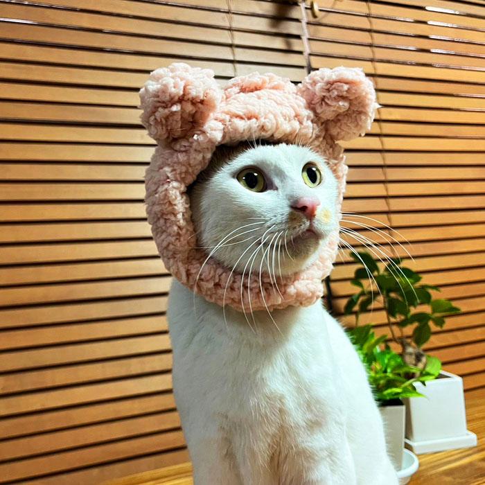 くまちゃんに変身！猫 帽子 くま クマ かぶりもの ペット帽子 被り物