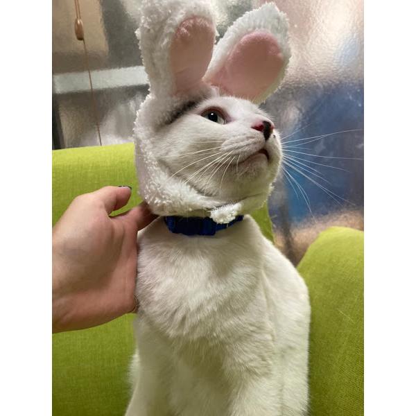 ウサギ耳 ペット帽子 コスプレ仮装 猫のヘアアクセサリー 面白い ウサギ耳 ペット帽子 コスプレ仮装 猫のヘアアクセサリー 面白い
