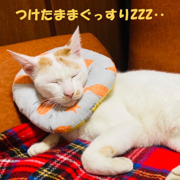 猫 犬 エリザベスカラー ソフト イエロー キツネ 軽量 術後 傷口保護 介護 避妊 術後ウェア 皮膚病 かわいい 調節可能 柔らかい |  | 01