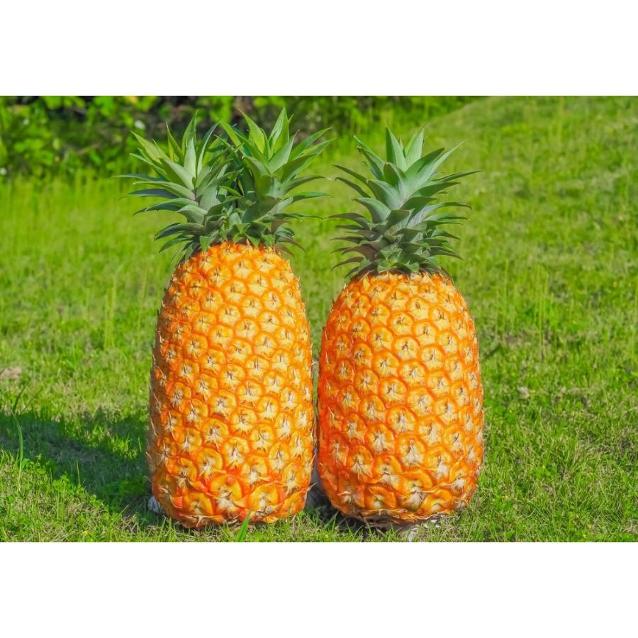ゴールドバレル 2.5kg (2〜3玉) パイン 西表島産 完熟 パイナップル
