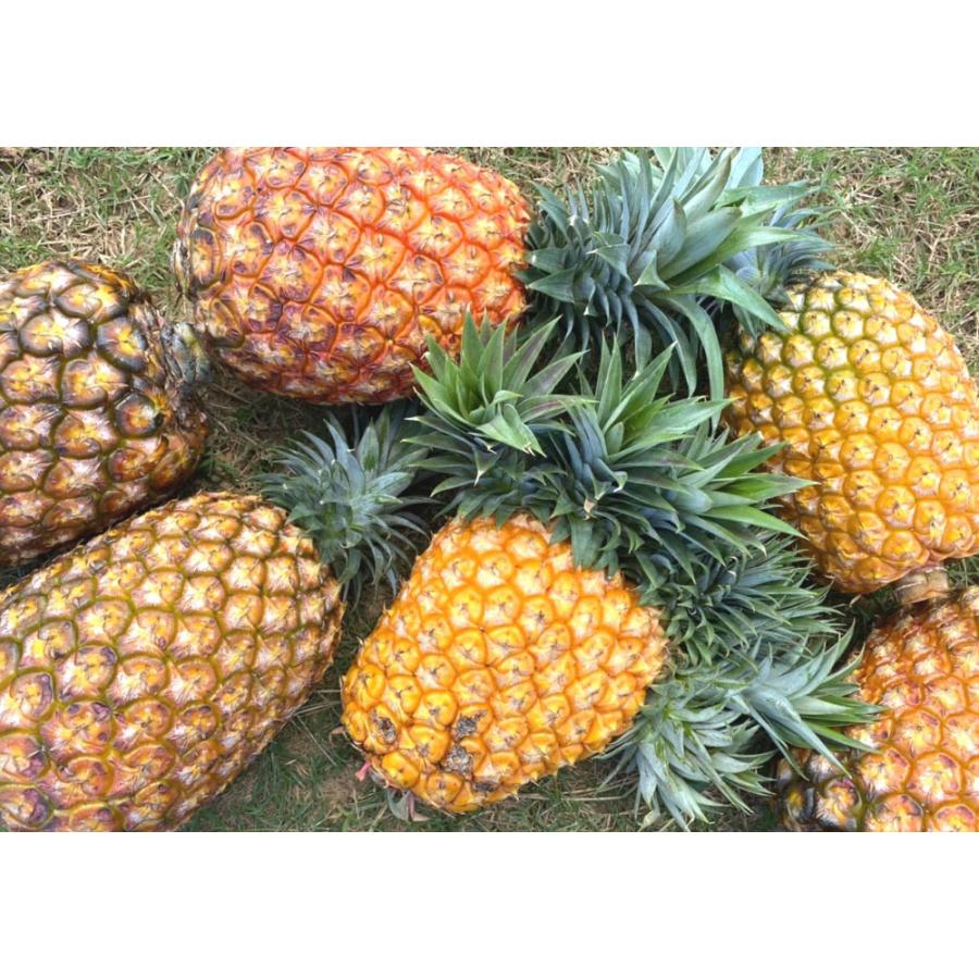 ゴールドバレル 2.5kg (2〜3玉) パイン 西表島産 完熟 パイナップル