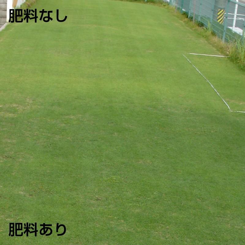 残りわずか 芝生 バロネス 芝生の肥料 5kg入り ６袋セット 高質で安価 Nicmosul Org