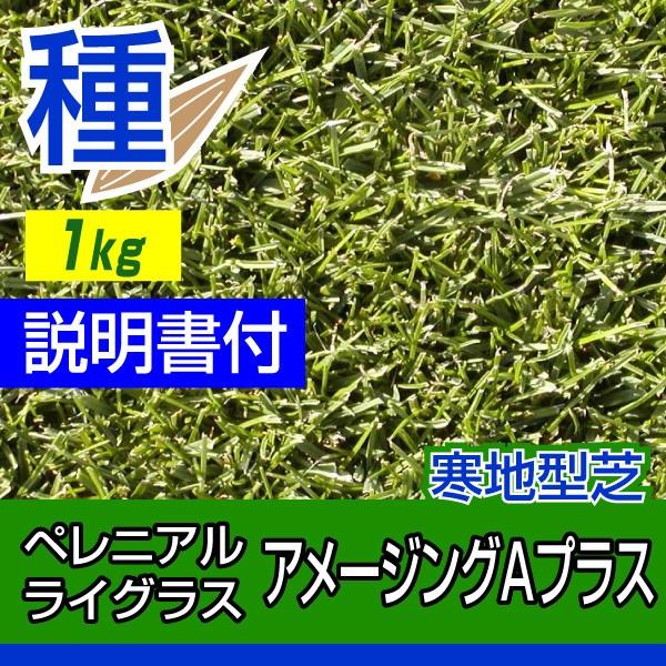 芝生 種 寒地型芝 ペレニアルライグラス アメージングaプラス 1kg入 Pavlovastudio Ru
