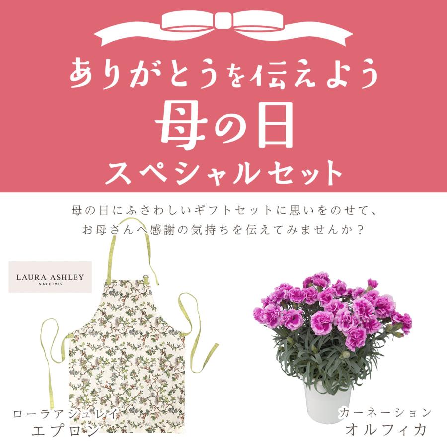母の日 カーネーション オルフィカ＆ローラアシュレイエプロンセット