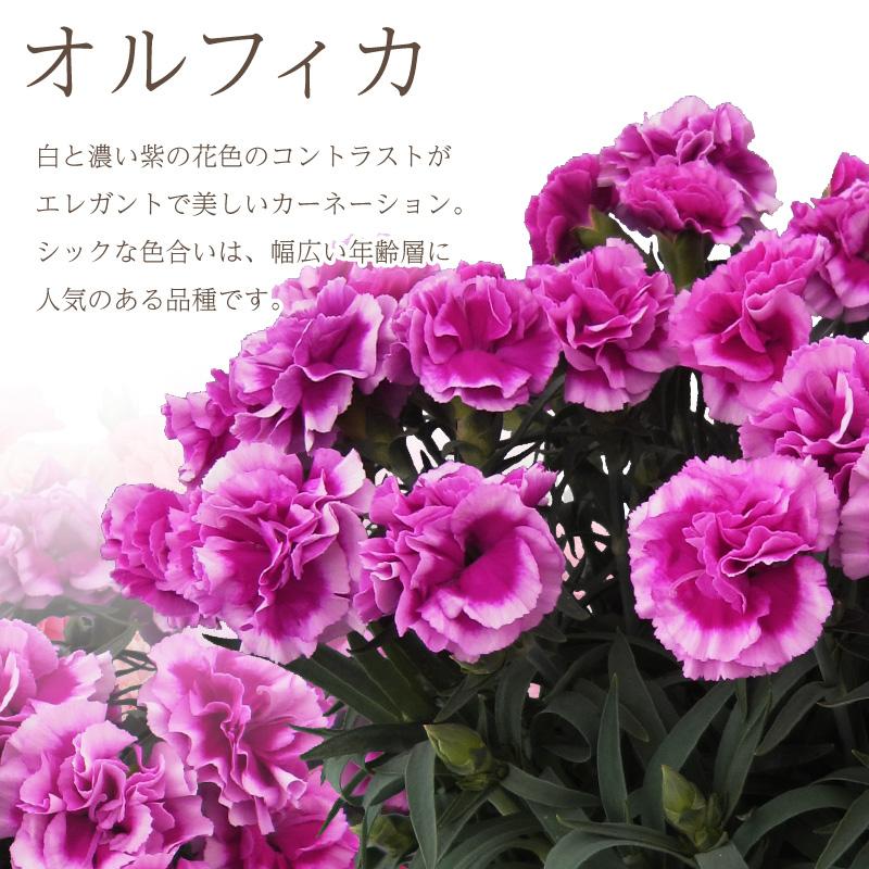 母の日 カーネーション オルフィカ＆ローラアシュレイエプロンセット