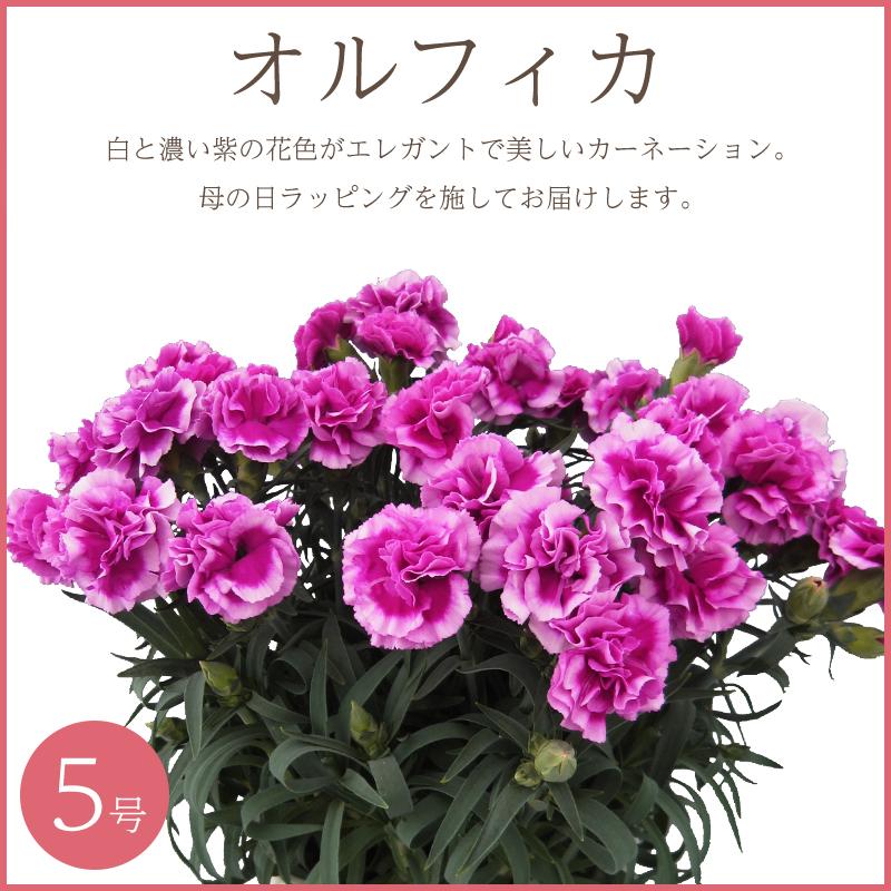 母の日 カーネーション オルフィカ＆ローラアシュレイエプロンセット