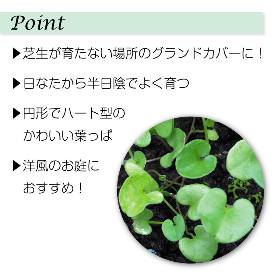 ダイカンドラ コート種子 1kg入り : 芝生のことならバロネスダイレクト