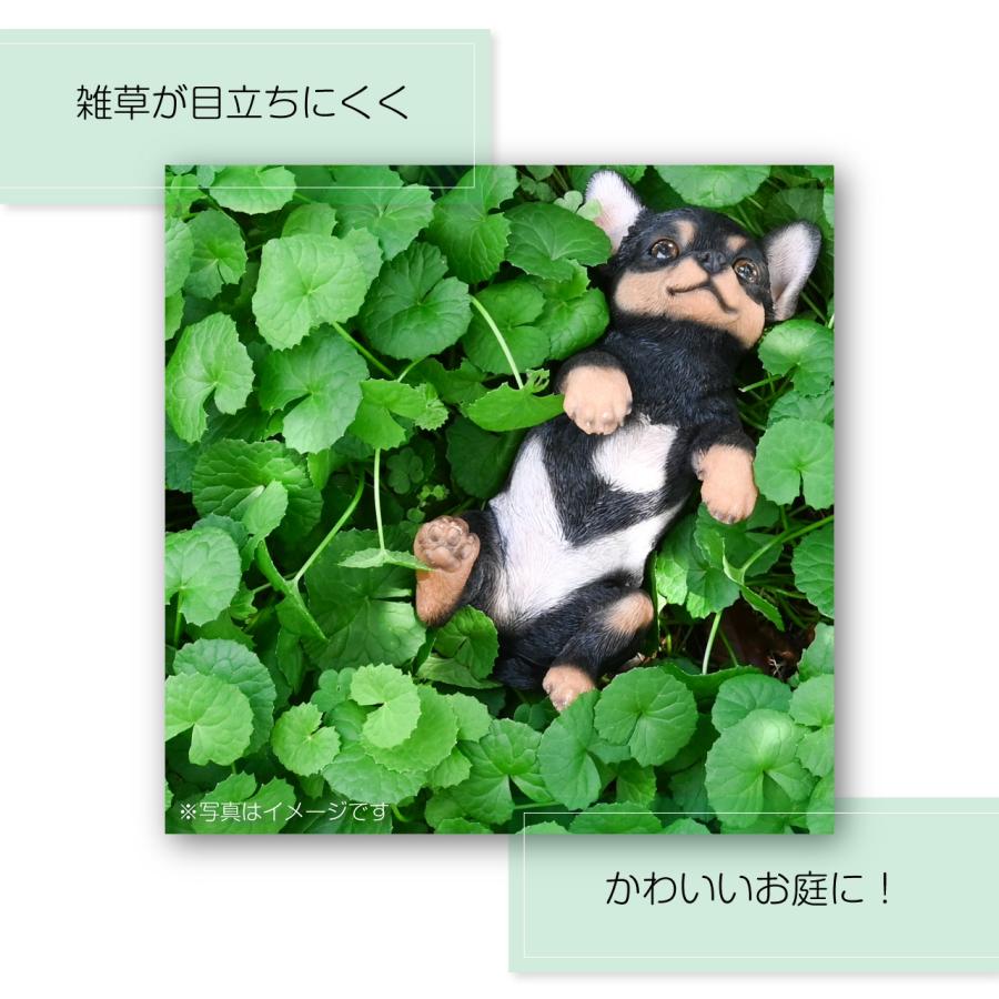 ダイカンドラ コート種子 1kg入り : 芝生のことならバロネスダイレクト