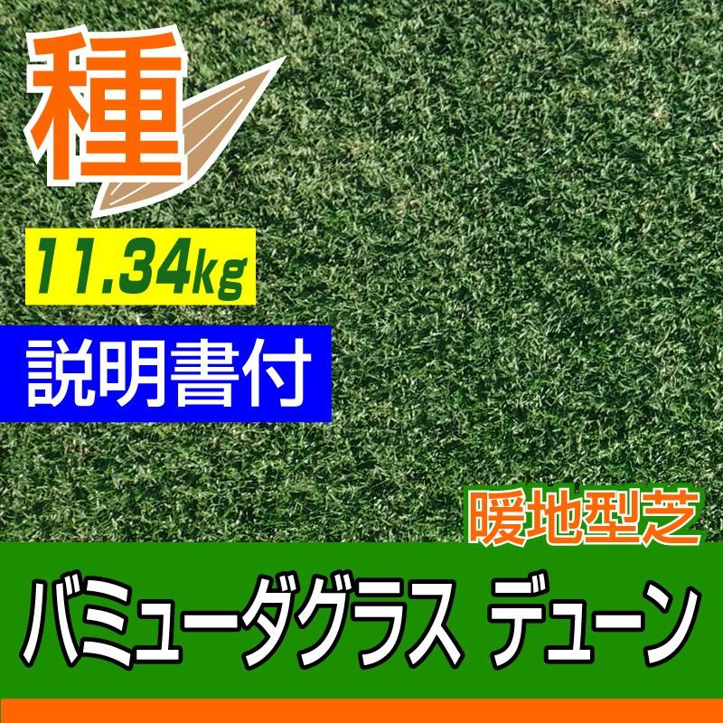 予約注文品 約1週間で出荷 芝生 種 大容量 暖地型芝 バミューダグラス デューン 11 34kg入 Dune 11kg 芝生のことならバロネスダイレクト 通販 Yahoo ショッピング