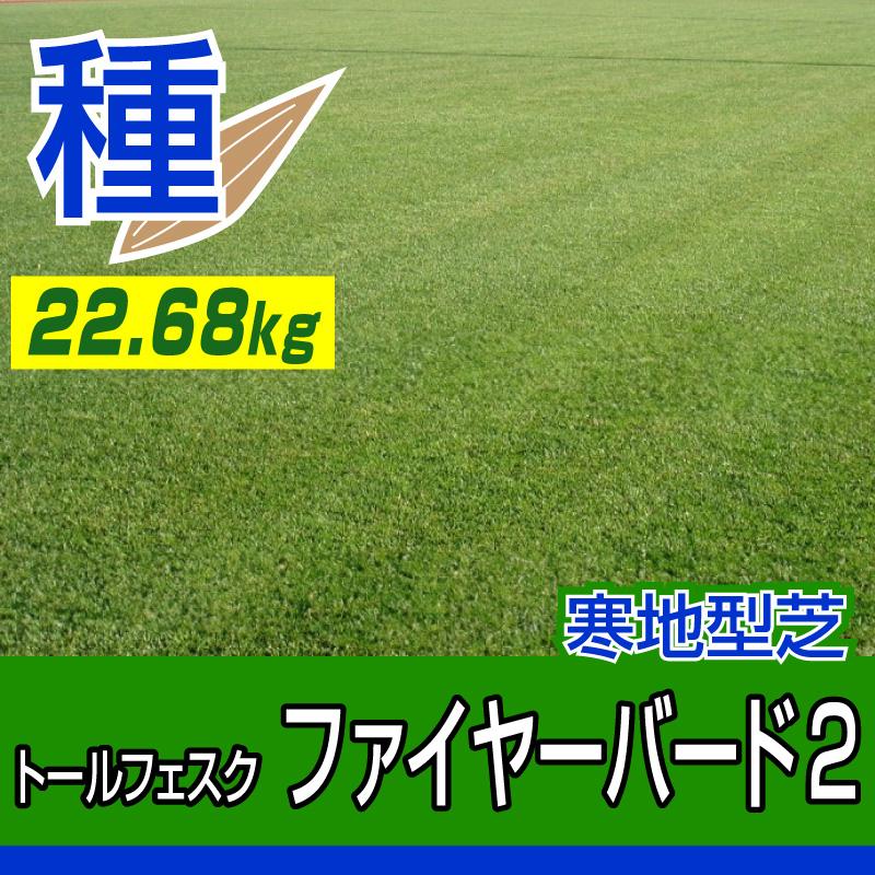 芝生 種 トールフェスク ファイヤーバード2 22.68kg : 芝生のことなら