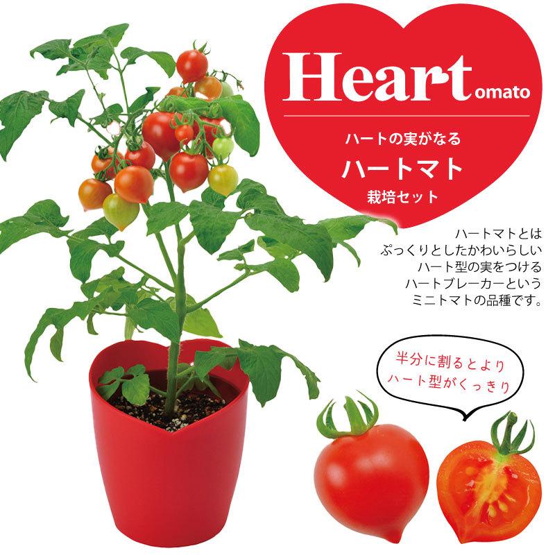 種から育てるハート型のミニトマト ハートマト 栽培セット ギフト｜baroness｜02