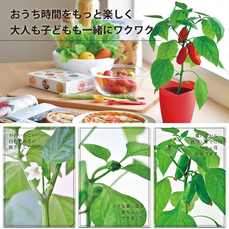 種から育てるパプリカ 栽培セット 選べる2種類 赤パプリカ 黄パプリカ ギフト Gd 902 芝生のことならバロネスダイレクト 通販 Yahoo ショッピング