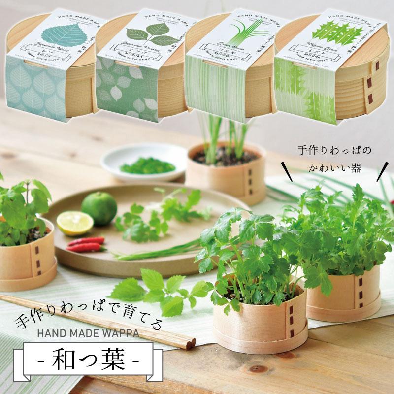 Wappa 和っ葉栽培セット 選べる4種類 シソ 三つ葉 小ネギ 水菜 家庭菜園 ギフト Gd 956 芝生のことならバロネスダイレクト 通販 Yahoo ショッピング
