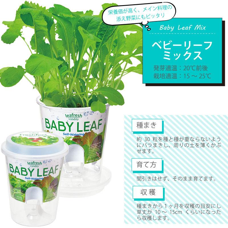 送料無料 Moomin Kc 5141 ルッコラ 他の商品と同梱不可 ムーミン ハーブ栽培セット