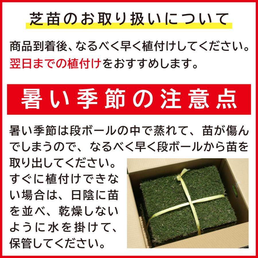30平米 姫高麗芝 鳥取産 張り芝用 30平米 9坪分 プレミアム苗 暖地型 