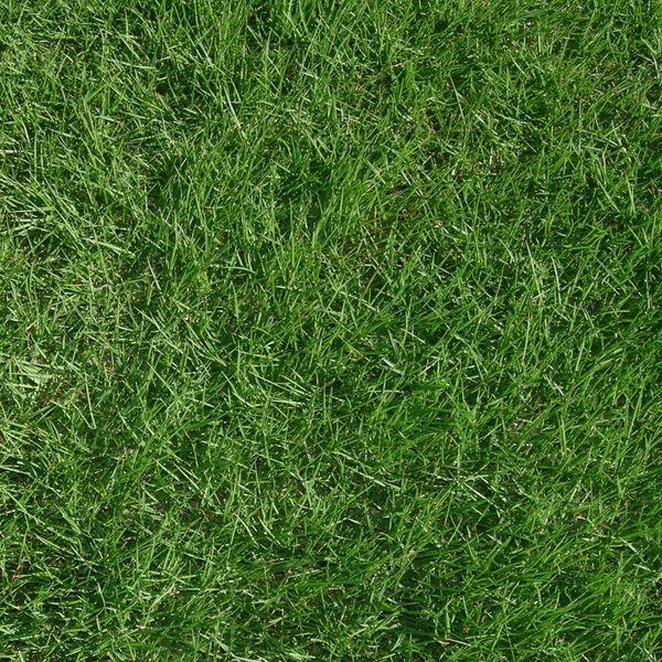 ９月下旬頃販売再開予定 産地直送 つくば産 姫高麗芝 張り芝用 １０平米 3坪分 芝生 暖地型 天然芝 園芸 Himekorai I 10 芝生のことならバロネスダイレクト 通販 Yahoo ショッピング