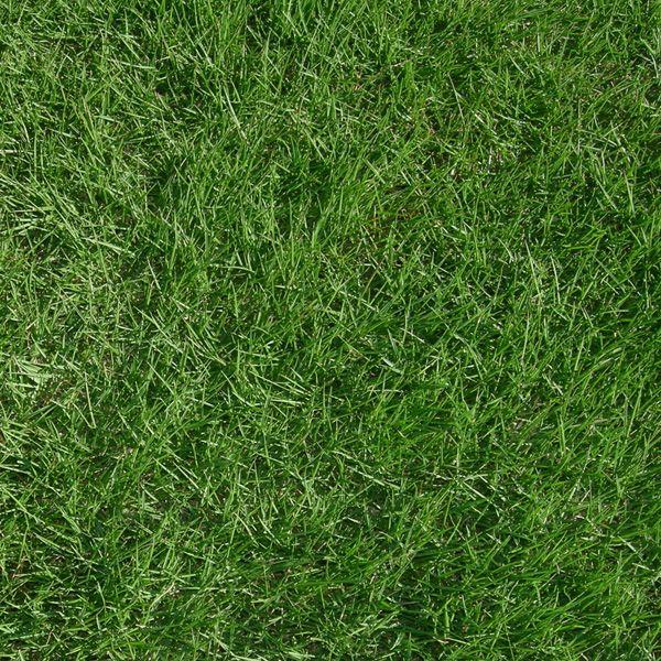 産地直送 つくば産 姫高麗芝 張り芝用 ２平米 0 6坪分 芝生 暖地型 天然芝 園芸 Himekorai I 芝生のことならバロネスダイレクト 通販 Yahoo ショッピング