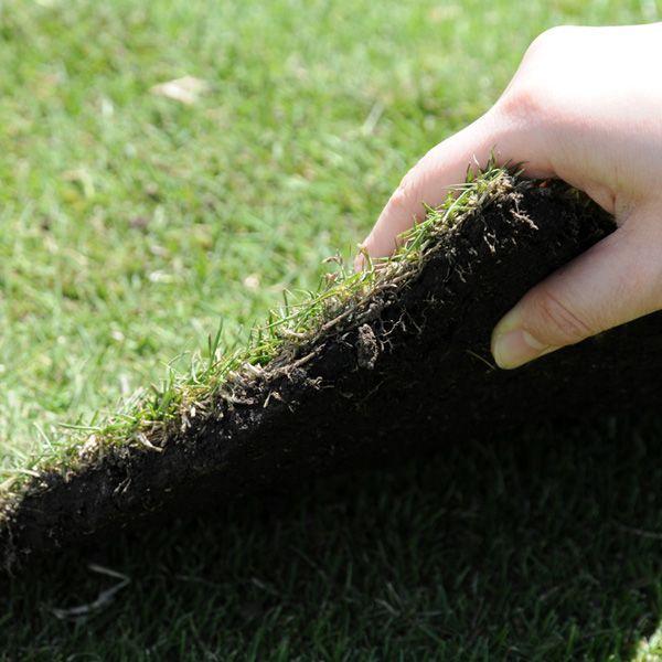 姫高麗芝 20平米 ※取りに来て頂ける方限定