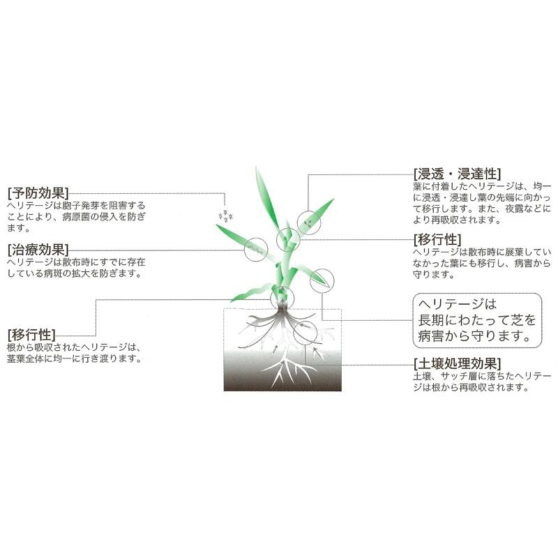 芝生用殺菌剤 病気 病害 ヘリテージ顆粒水和剤 250g キノコ :k