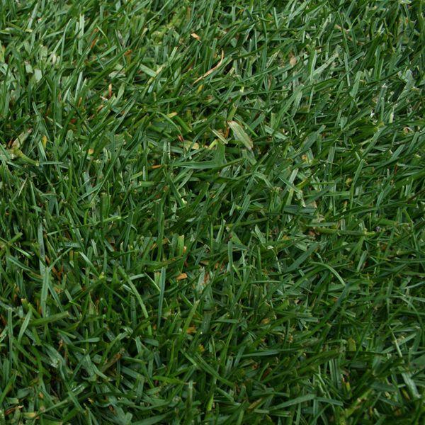 ケンタッキーブルーグラス 張り芝用 プレミアム苗 1平米 約0 3坪分 園芸 Kbg St 芝生のことならバロネスダイレクト 通販 Yahoo ショッピング