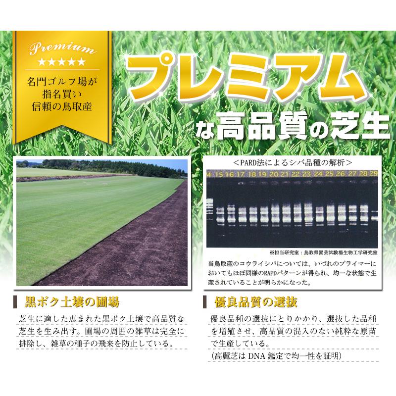 １０平米 高麗芝 鳥取産 張り芝用 10平米 ３坪分 プレミアム苗 暖地型 天然芝 産地直送_3