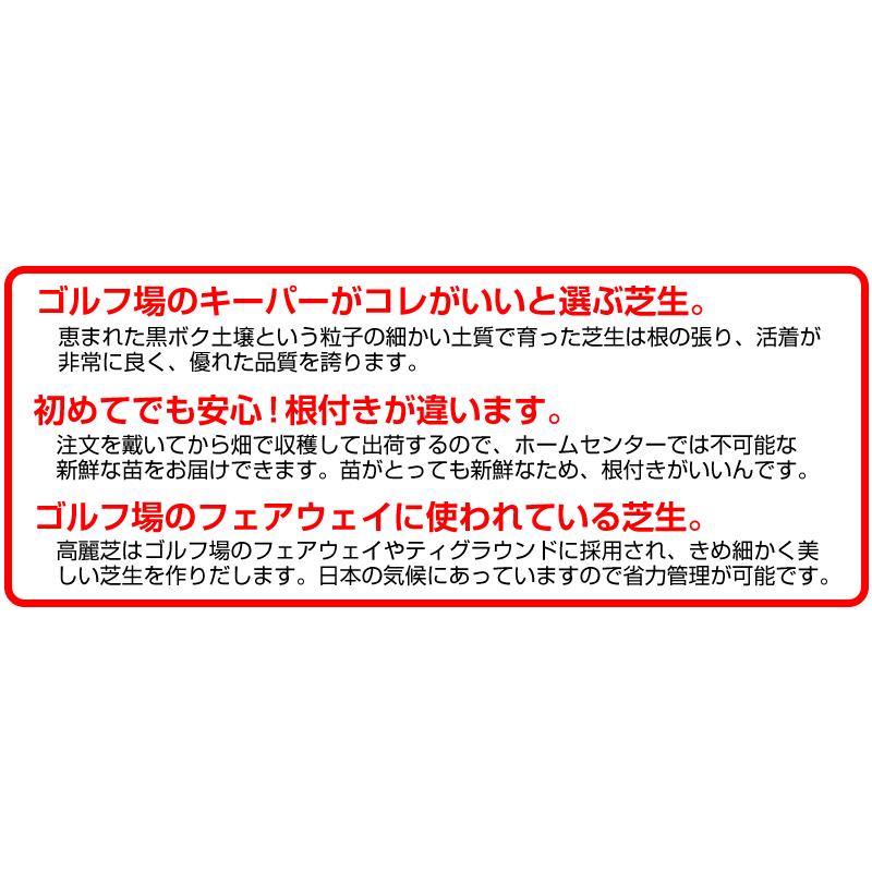 １０平米 高麗芝 鳥取産 張り芝用 10平米 ３坪分 プレミアム苗 暖地型 天然芝 産地直送_5