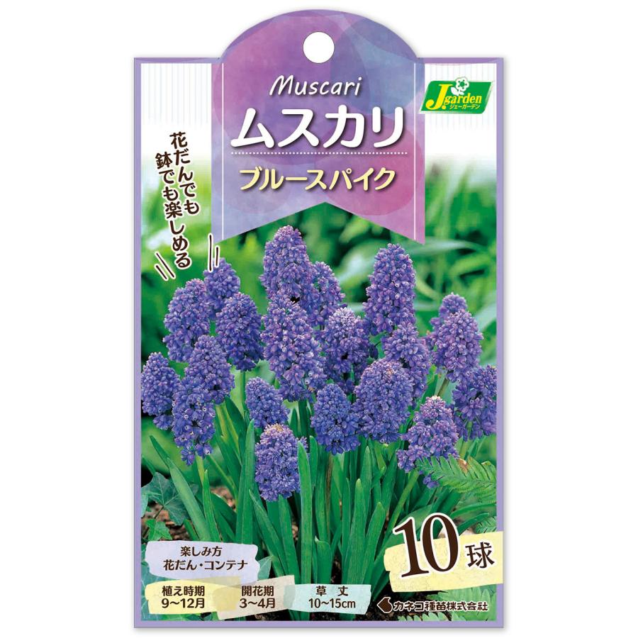 球根 チューリップ 3種13球＆ムスカリ1種10球 4種セットA 秋植え 白 赤