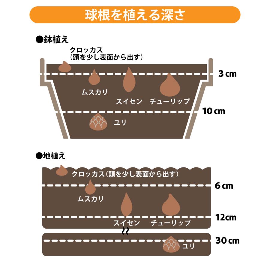 プロトリーフ 球根の土 14L 2袋セット 培養土 用土 チューリップ