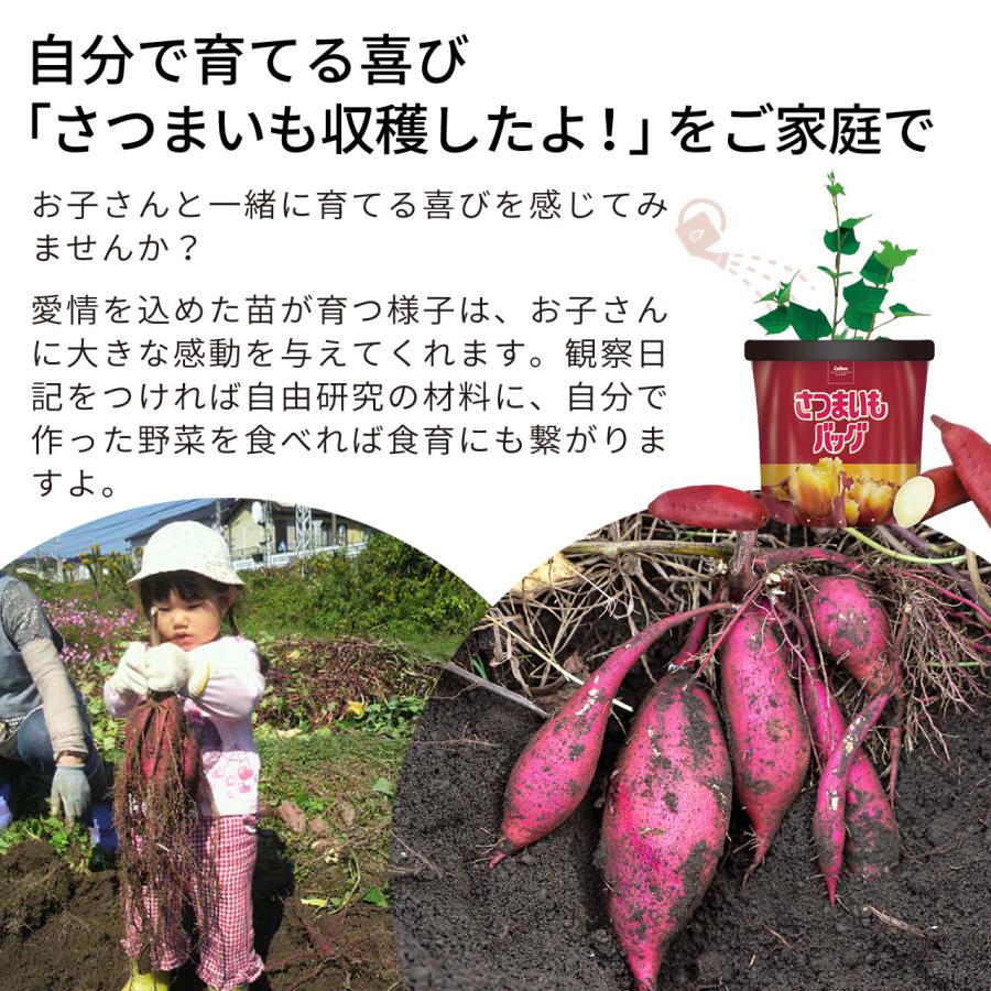 プロトリーフ さつまいもバッグ 袋で育てるおいもの土 カルビーか