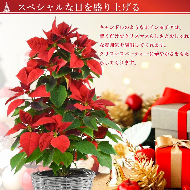 数量限定 ポインセチア クリスマスギフトノエル キャンドル仕立て 5号